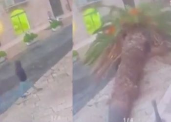 Palmera gigante cae sobre automóvil y deja a dos heridos en Italia