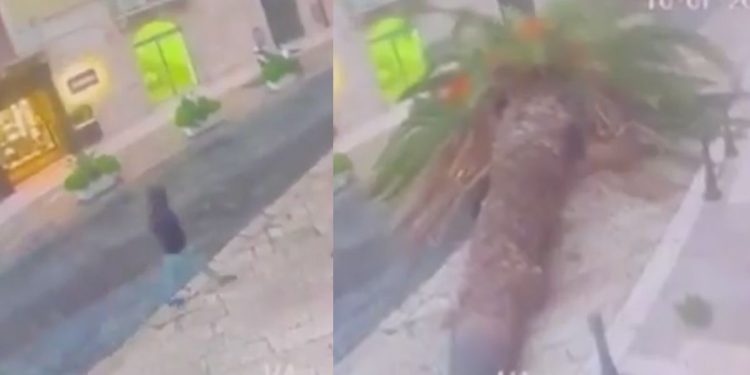 Palmera gigante cae sobre automóvil y deja a dos heridos en Italia