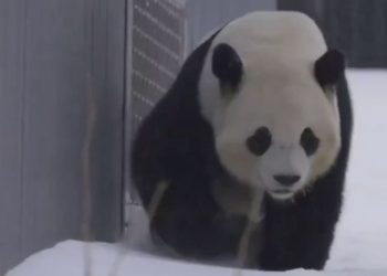 Pandas disfrutan de la nieve durante la tormenta invernal en EE.UU.