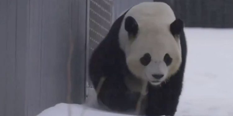 Pandas disfrutan de la nieve durante la tormenta invernal en EE.UU.