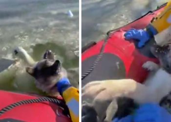 Rescatan a perrito que cayó a un río congelado en Saint Louis Missouri