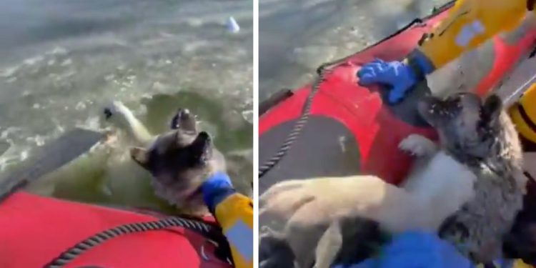 Rescatan a perrito que cayó a un río congelado en Saint Louis Missouri