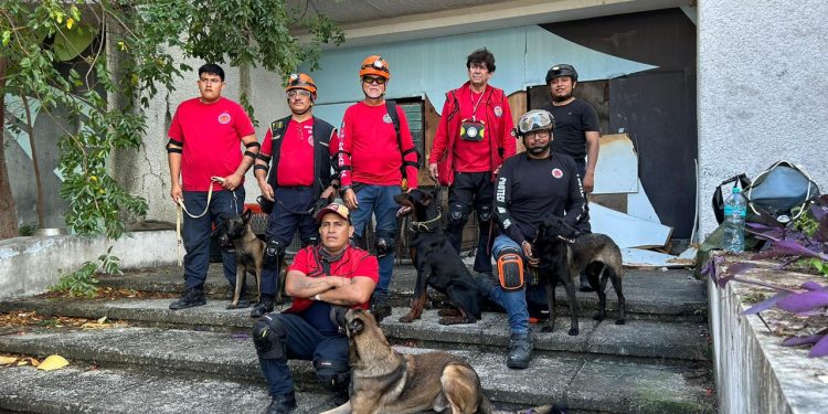 Bomberos de Cancún y Protección Civil realizan entrenamiento conjunto de búsqueda y rescate con unidades caninas