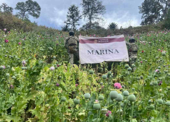 Marina destruye plantíos amapola Nayarit: 3M plantas