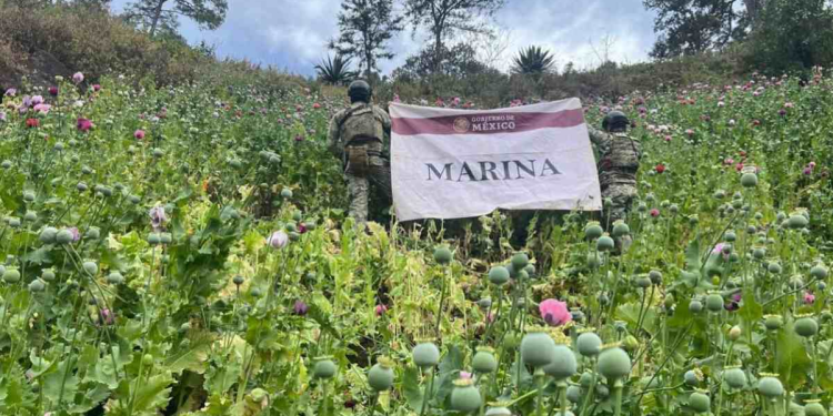 Marina destruye plantíos amapola Nayarit: 3M plantas
