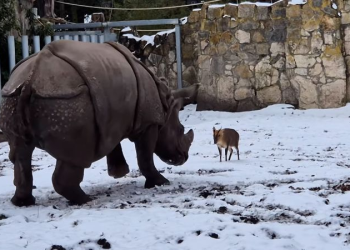 Venado rinoceronte Polonia: Video viral del zoológico