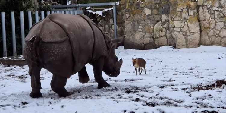 Venado rinoceronte Polonia: Video viral del zoológico