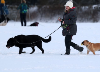 Dogs Understanding Human Language: Perros Genios