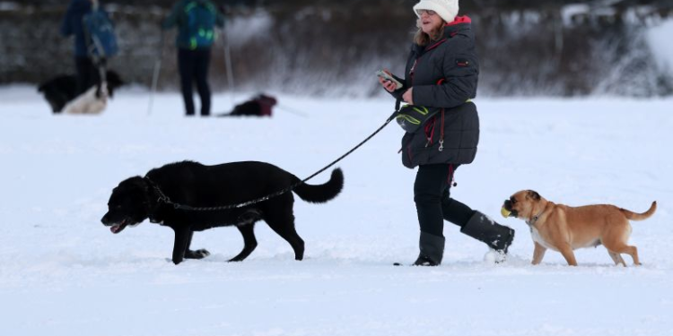 Dogs Understanding Human Language: Perros Genios