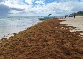 Reportan presencia de más de 6 mil toneladas de sargazo frente a costas del Caribe Mexicano