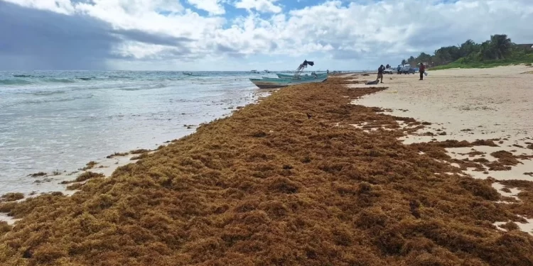 Reportan presencia de más de 6 mil toneladas de sargazo frente a costas del Caribe Mexicano
