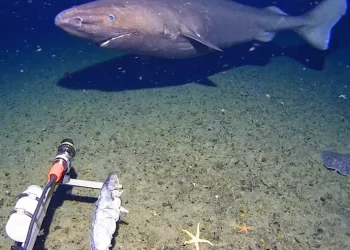 Graban por primera vez a un tiburón en la Antártida