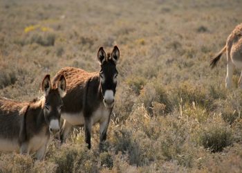 Fundación Burro de Baja Brewing Company y Rancho Carisuva denuncia asesinato de burros en Baja California Sur
