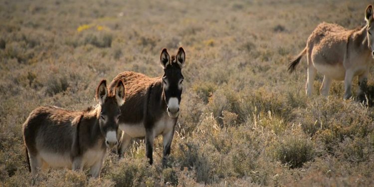 Fundación Burro de Baja Brewing Company y Rancho Carisuva denuncia asesinato de burros en Baja California Sur