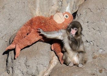 Mono bebe con su peluche conmueve en Japon tras ser rechazado por su madre