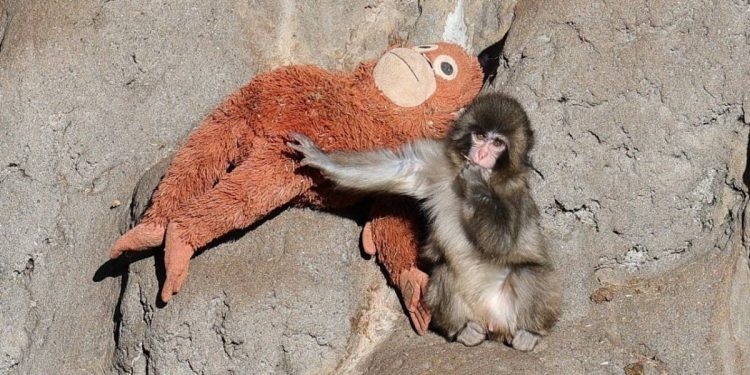 Mono bebe con su peluche conmueve en Japon tras ser rechazado por su madre