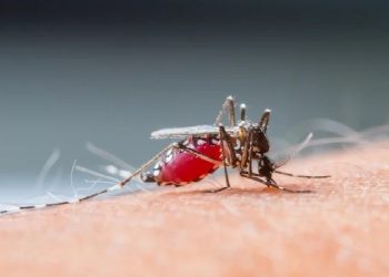 Quintana Roo se ubica en el Top 10 de casos de dengue en México