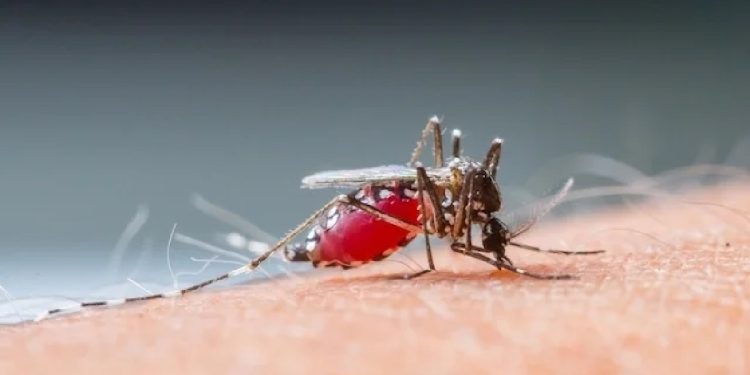 Quintana Roo se ubica en el Top 10 de casos de dengue en México