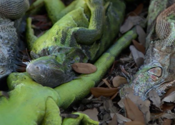 Florida iguanas cold snap: Iguanas caen por heladas