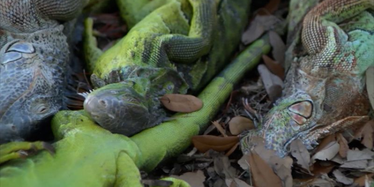 Florida iguanas cold snap: Iguanas caen por heladas
