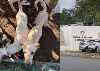 Centro de Bienestar Animal Cancún Reabre Puertas