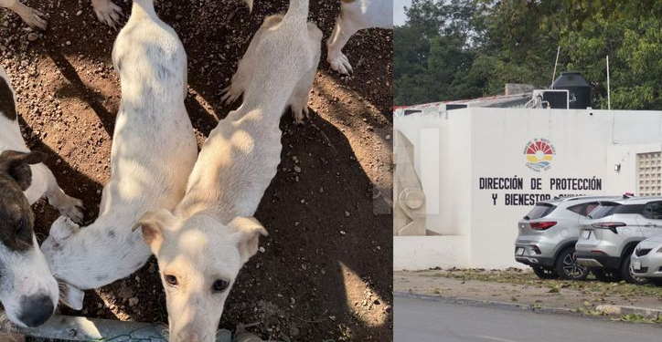 Centro de Bienestar Animal Cancún Reabre Puertas