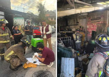 Rescate de gatitos incendio Cancún conmueve a todos
