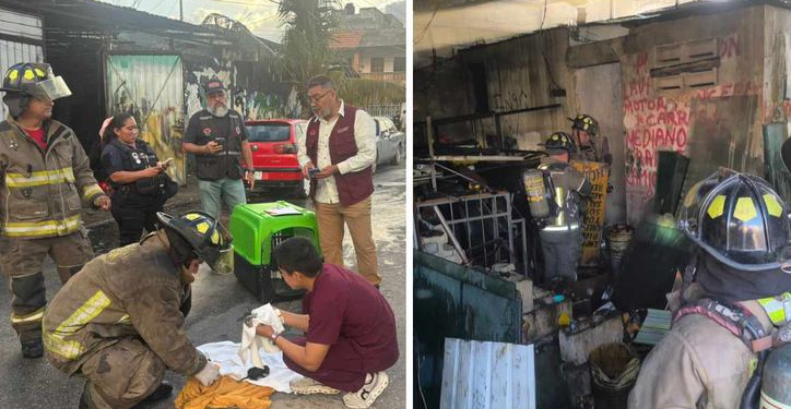 Rescate de gatitos incendio Cancún conmueve a todos