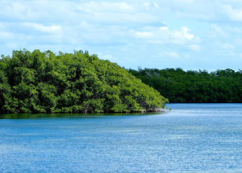 Humedales Quintana Roo: Ecosistemas Clave para el Desarrollo