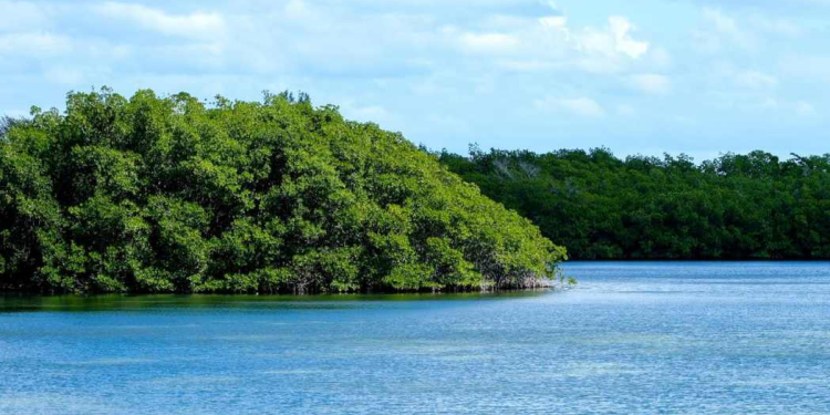 Humedales Quintana Roo: Ecosistemas Clave para el Desarrollo