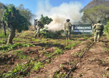 Plantíos de marihuana Michoacán: destruyen 14 mil plantas