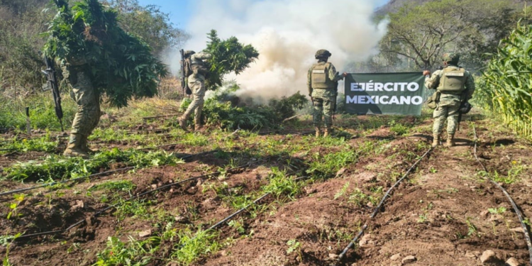 Plantíos de marihuana Michoacán: destruyen 14 mil plantas