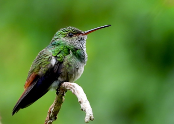 Colibríes amarres San Valentín: Profepa alerta