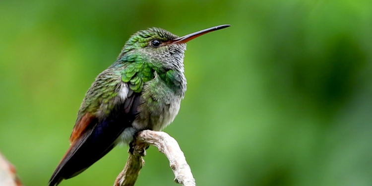 Colibríes amarres San Valentín: Profepa alerta