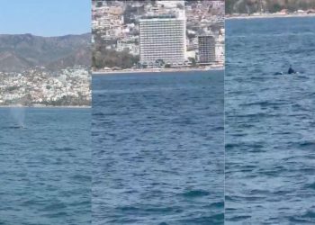 Avistan ballena jorobada y su cría en la Bahía de Acapulco