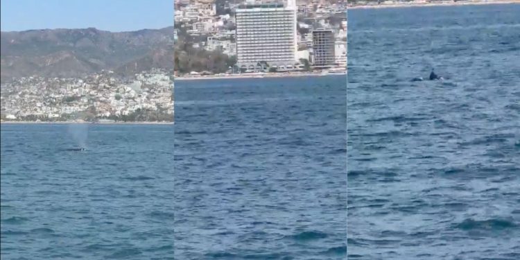 Avistan ballena jorobada y su cría en la Bahía de Acapulco