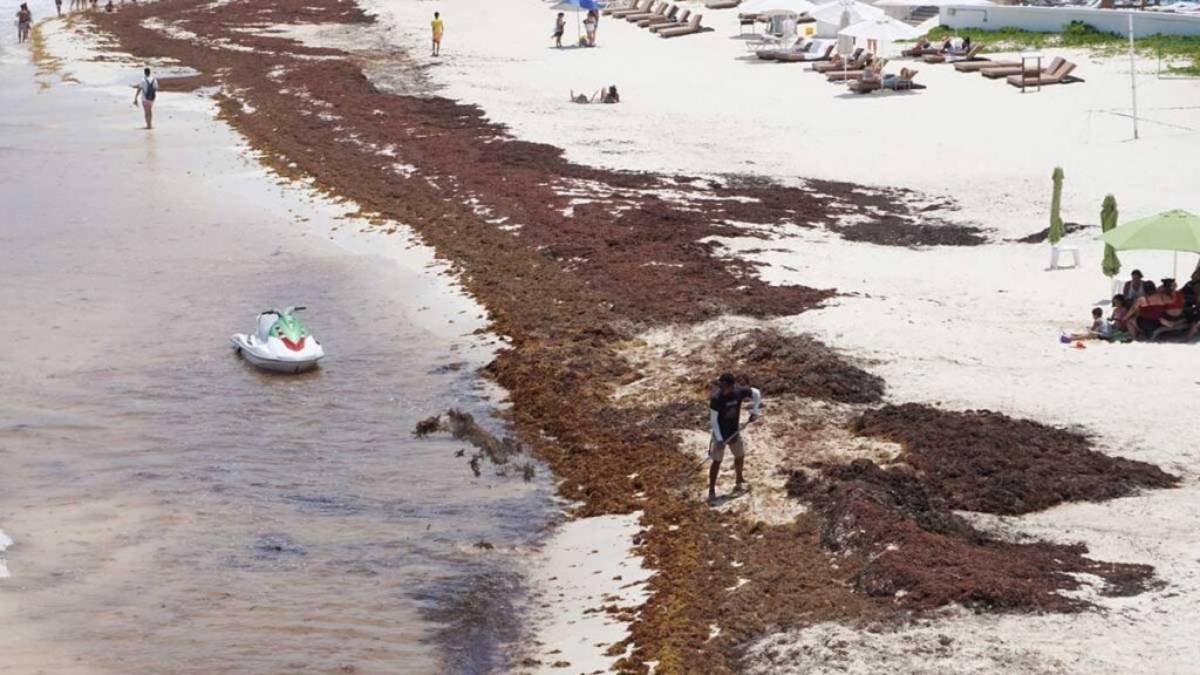 Buscan prevenir riesgos por gases toxicos con el monitoreo de sargazo en Quintana Roo