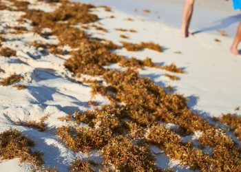 Temporada de sargazo 2026 podria ser mas intensa en Quintana Roo advierten llegada anticipada