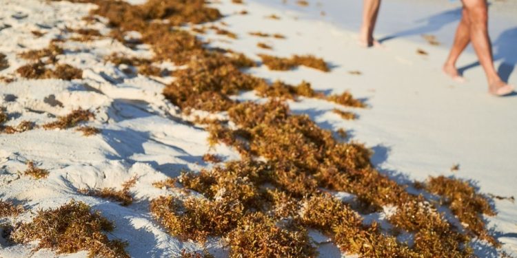 Temporada de sargazo 2026 podria ser mas intensa en Quintana Roo advierten llegada anticipada