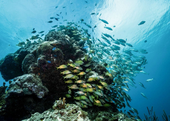 Protección Arrecifes Quintana Roo: Alianza 2026