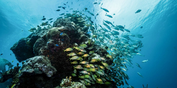 Protección Arrecifes Quintana Roo: Alianza 2026