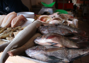 Pescadores Quintana Roo Cuaresma: Demanda y Oportunidades