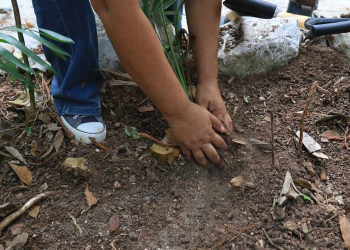 Deforestación Cancún: Reforestación en Primarias