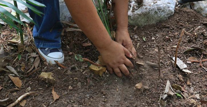 Deforestación Cancún: Reforestación en Primarias