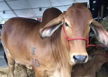 Gusano Barrenador Quintana Roo: 454 Casos Bajo Control