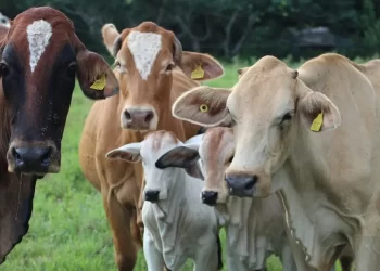 Prevén año difícil para contener al gusano barrenador en Q. Roo
