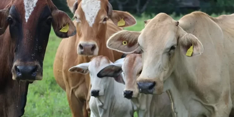 Prevén año difícil para contener al gusano barrenador en Q. Roo