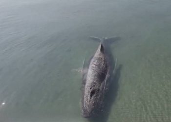 Abandonan rescate de ballena jorobada atrapada en el mar Baltico