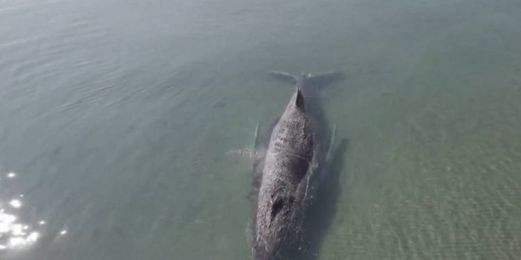 Abandonan rescate de ballena jorobada atrapada en el mar Baltico