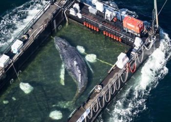Ballena jorobada Timmy es trasladada al mar del Norte tras semanas varada en Alemania